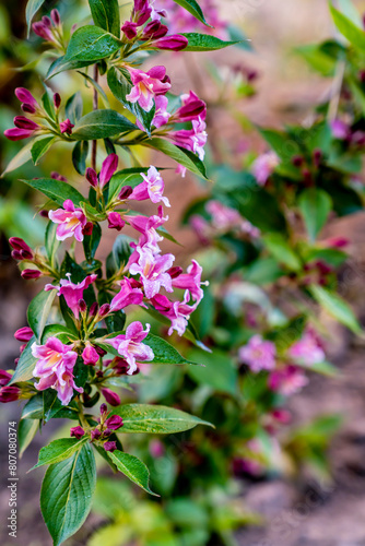 Weigela Princess Pink Rozhevy Florium. Buds. Flowers