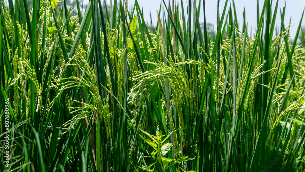 Fototapeta premium Paddy rice field at the sunny day. Green rice field