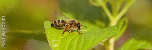 Bee sitting on a young green leaf, close-up