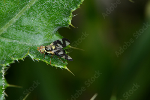 Distelbohrfliege, Urophora cardui photo