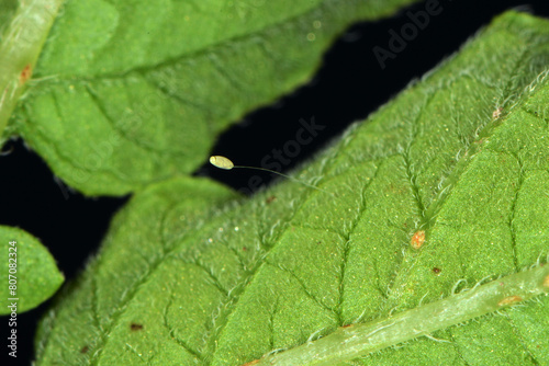 Gemeine Florfliege, Grüne Florfliege, Chrysoperla carnea