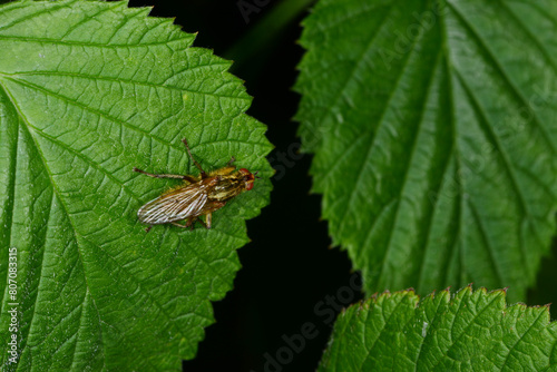 Fliege, Dungfliege, Gelbe,  Scatophaga stercoraria photo