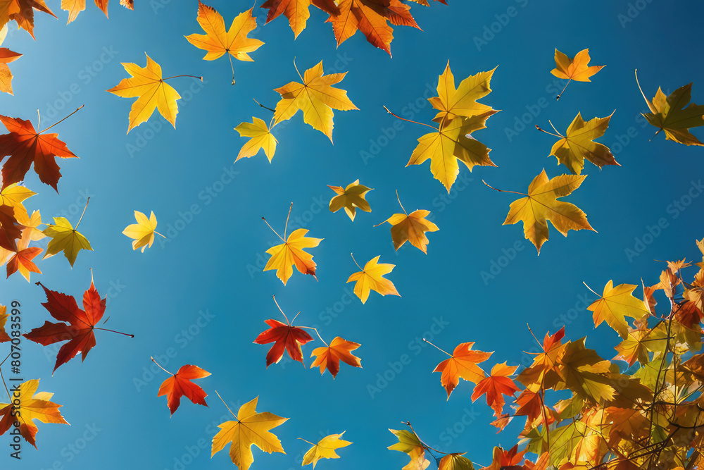 Super slow motion of falling autumn maple leaves against clear blue sky. Filmed on high speed cinema camera