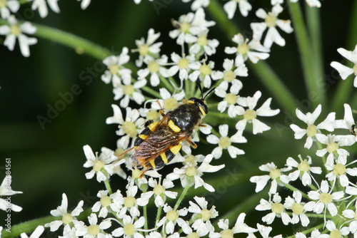 Gelbband-Waffenfliege, Stratiomys potamida photo