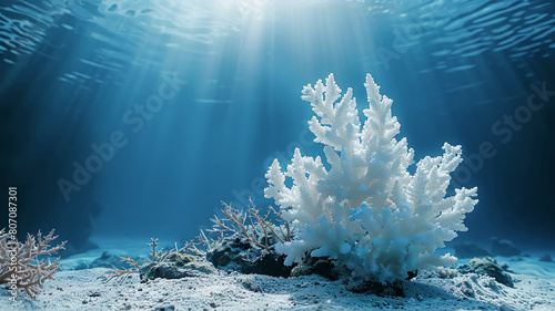 Coral bleaching effect with climate change or global warming concepts.nature environmental and biology. undersea background photo