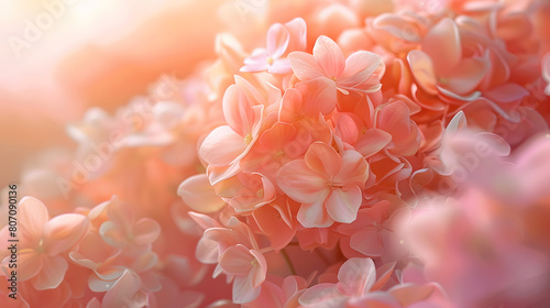 A close up of pink flowers with a soft  warm glow