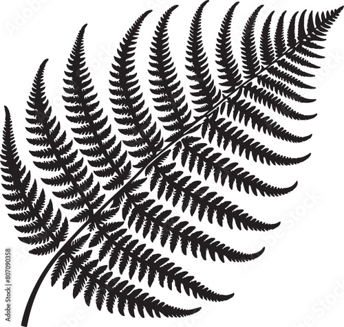 fern leaf isolated on black desain and white begraund