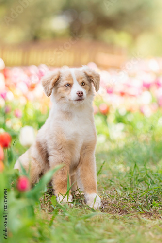 The Miniature American Shepherd puppy in tulips. Dog in flower field. Blooming. Spring © OlgaOvcharenko