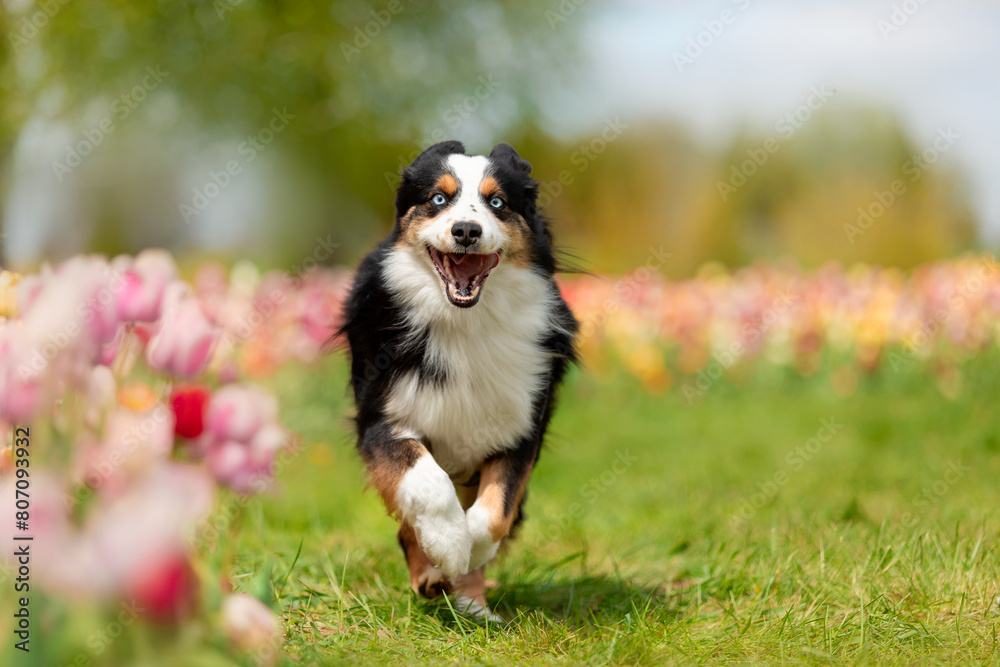The Miniature American Shepherd dog running in tulips. Dog in flower field. Blooming. Spring.