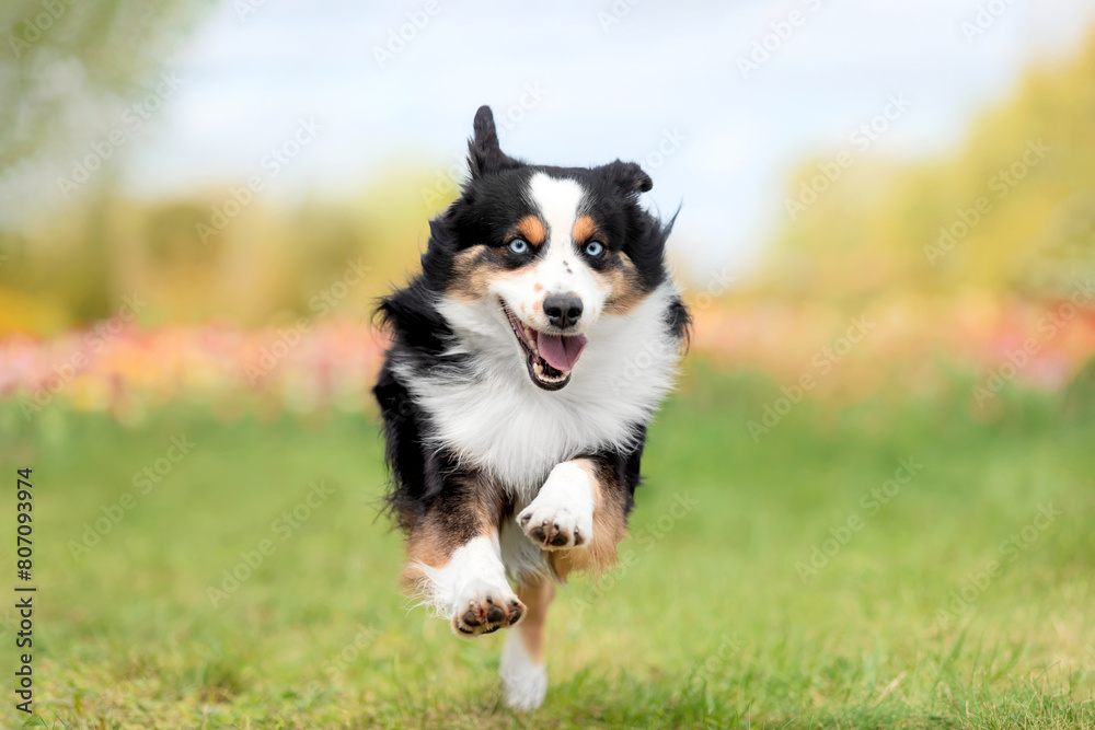 The Miniature American Shepherd dog running in tulips. Dog in flower field. Blooming. Spring.