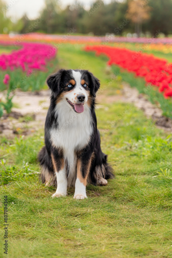 The Miniature American Shepherd dog sitting in tulips. Dog in flower field. Blooming. Spring. Blue eyes dog