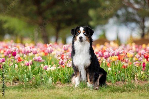 The Miniature American Shepherd dog sitting in tulips. Dog in flower field. Blooming. Spring. Blue eyes dog © OlgaOvcharenko