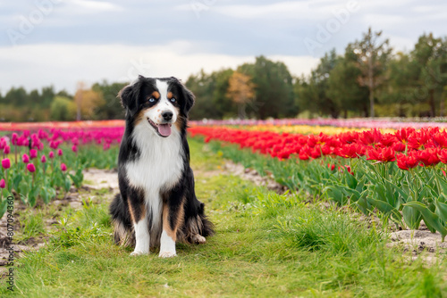 The Miniature American Shepherd dog sitting in tulips. Dog in flower field. Blooming. Spring. Blue eyes dog