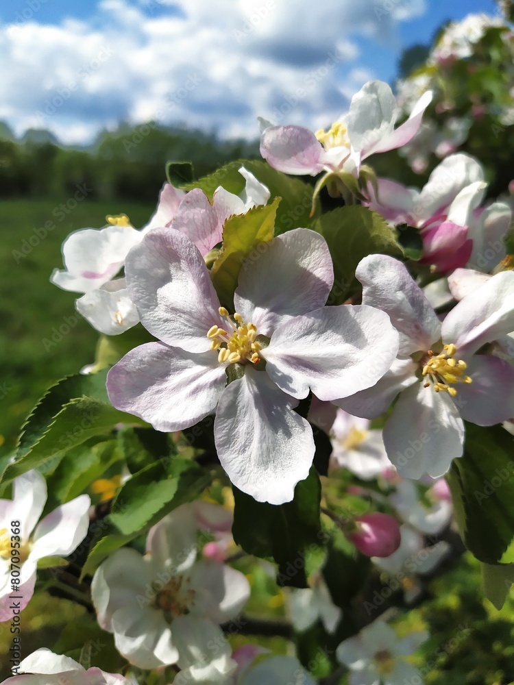 Fototapeta premium Branch of a blooming apple tree against the sky, white-pink flowers.