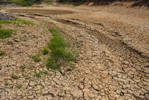 Plants and drought.