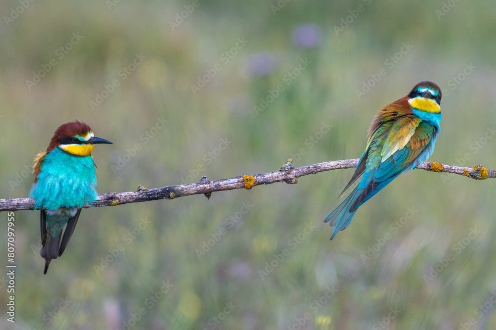 Fototapeta premium Couple of European bee-eaters (Merops apiaster) perched on branch. Migratory colorful birds