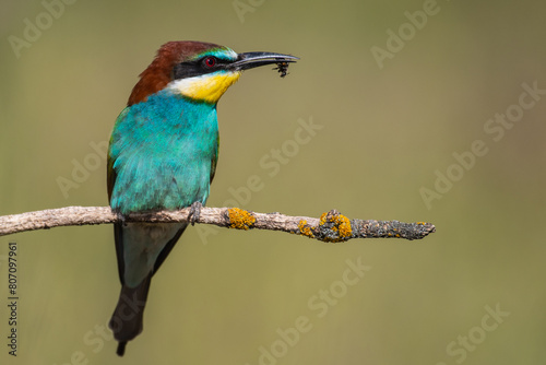 European bee-eater (Merops apiaster) captured bee in  beak. Migratory colorful bird eating insect photo
