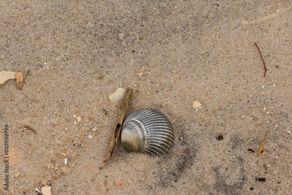 This is an image of a seashell sitting on the beach. The beautiful black shell with ribs is known as a blood ark. The pretty brown grains of sand all around with other salt water debris. This is an image of a seashell sitting on the beach. The beautiful black shell with ribs is known as a blood ark. The pretty brown grains of sand all around with other salt water debris.