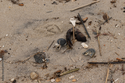 This is a beautiful image of sea debris all over the sand. All of the pieces of marine life have washed up onto the brown sandy beach. A large crab claw can be seen with a black scallop shell.