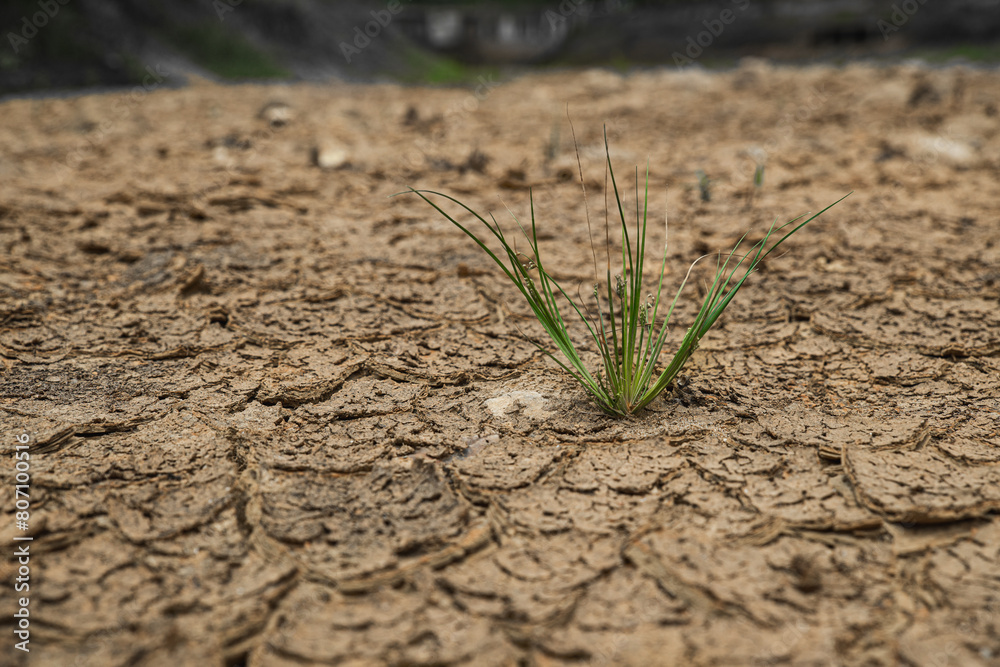 Plants and drought. Plants and drought.