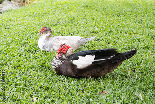 The Muscovy ducks (Cairina moschata).