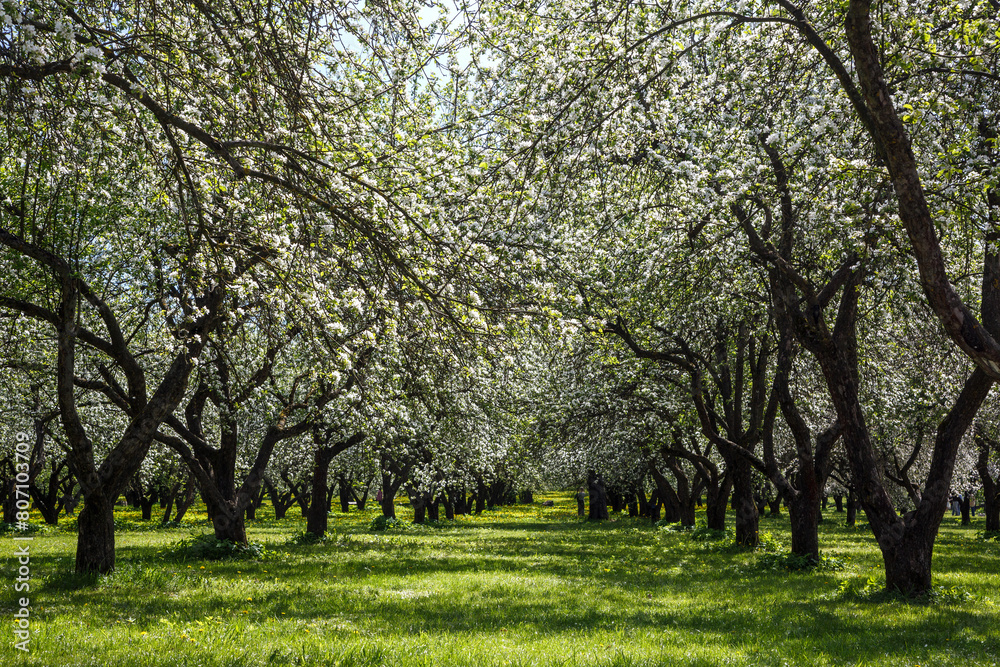 Obraz premium alley with blooming apple trees