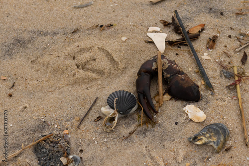 This is a beautiful image of sea debris all over the sand. All of the pieces of marine life have washed up onto the brown sandy beach. A large crab claw can be seen with a black scallop shell.