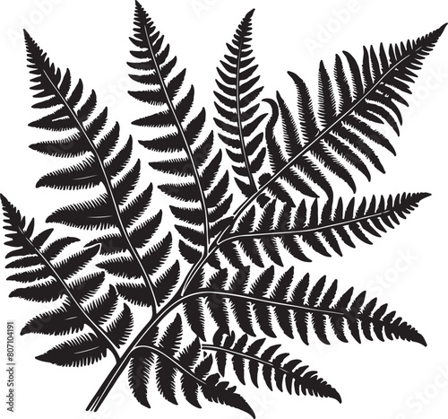 fern leaf isolated on black desain and white begraund photo