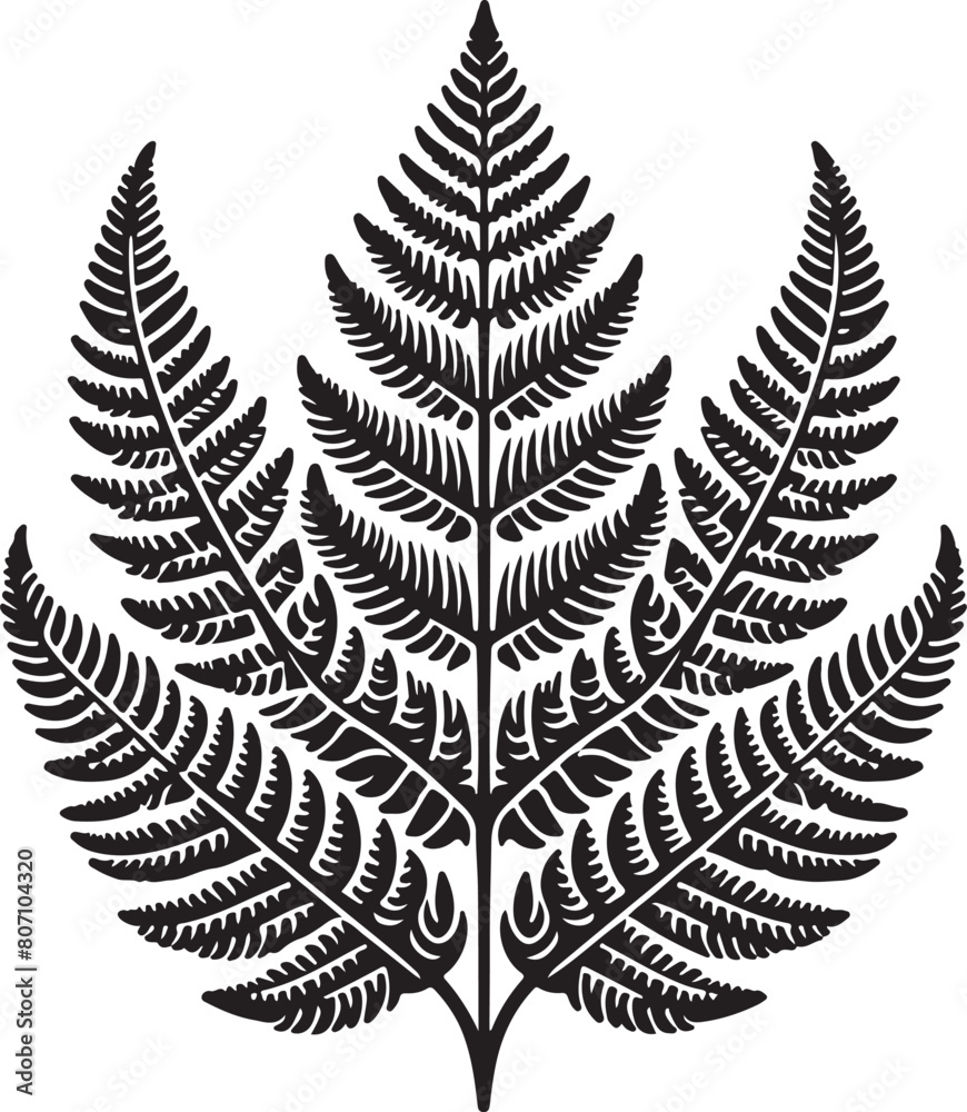 fern leaf isolated on black desain and white begraund fern leaf isolated on black desain and white begraund