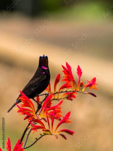 A male Amethyst Sunbird, Chalcomitra Amethystine, with its iridescent black, purple and green plumage, perched on an orange flower, in the town of Haenertsburg, South Africa. photo