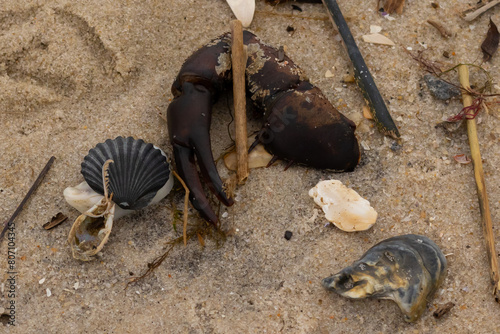 This is a beautiful image of sea debris all over the sand. All of the pieces of marine life have washed up onto the brown sandy beach. A large crab claw can be seen with a black scallop shell. photo