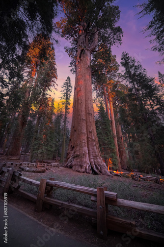 Forest of Sequoias in the Mariposa Grove at Yosemite National Park in California