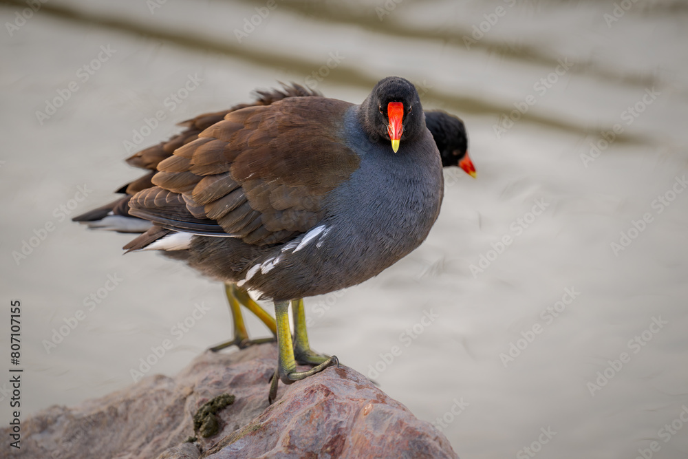 Two common gallinules, one of them looking this way Two common gallinules, one of them looking this way