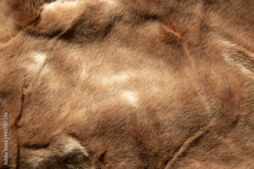 texture background of brown fur