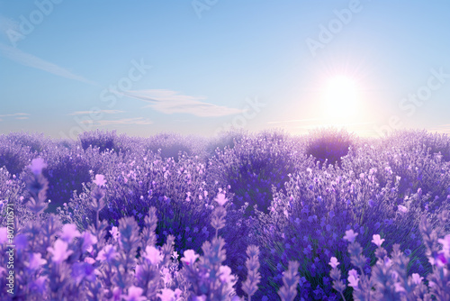 Rows of purple Lavender in height of bloom in early July in a field on the Plateau. Beautiful Lavender landscape