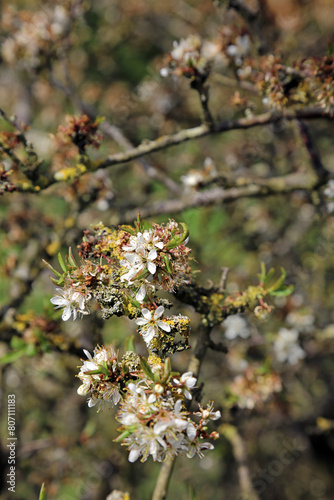 Macro image of Blackthorn blossom, Derbyshire England 