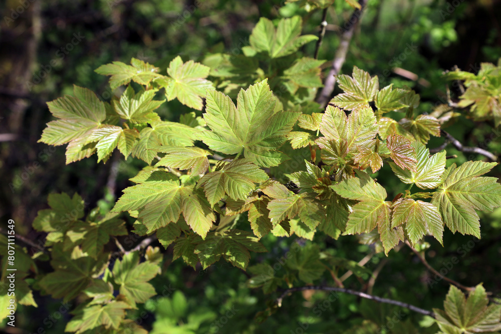 Macro image of Sycamore leaves in Spring, Derbyshire England
Macro image of Sycamore leaves in Spring, Derbyshire England