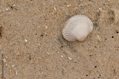 This is an image of a seashell sitting on the beach. The white shell with ribs is known as a blood ark. The pretty brown grains of sand all around with other salt water debris.
