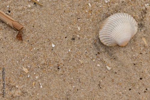 This is an image of a seashell sitting on the beach. The white shell with ribs is known as a blood ark. The pretty brown grains of sand all around with other salt water debris.