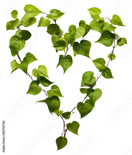 PNG Heart shape grenn leaves branch plant leaf. photo