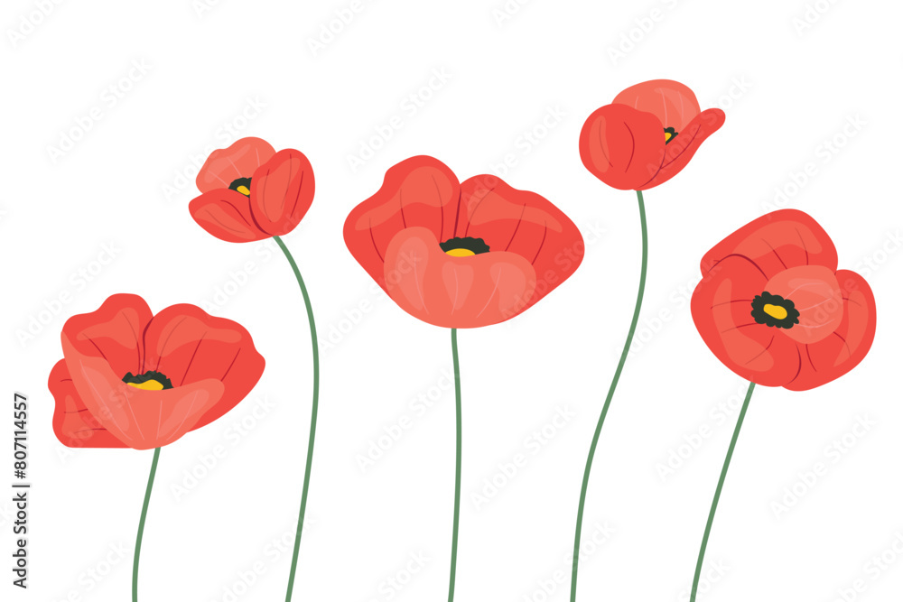 Obraz premium red poppy flowers; great for Mother's Day greetings cards- vector illustration