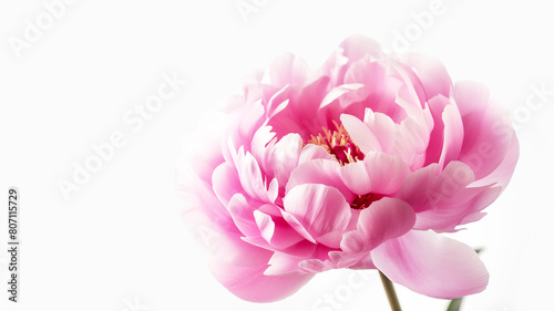 Pink peony flower isolate blooming beautifully