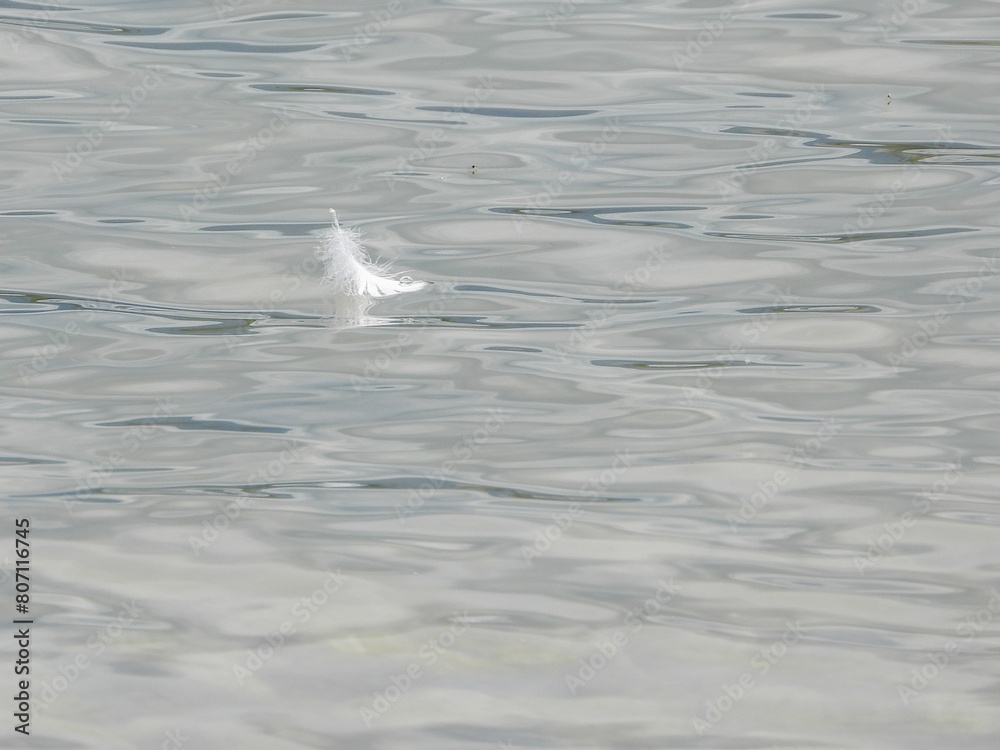 plume de cygne en vogue sur le lac Léman plume de cygne en vogue sur le lac Léman