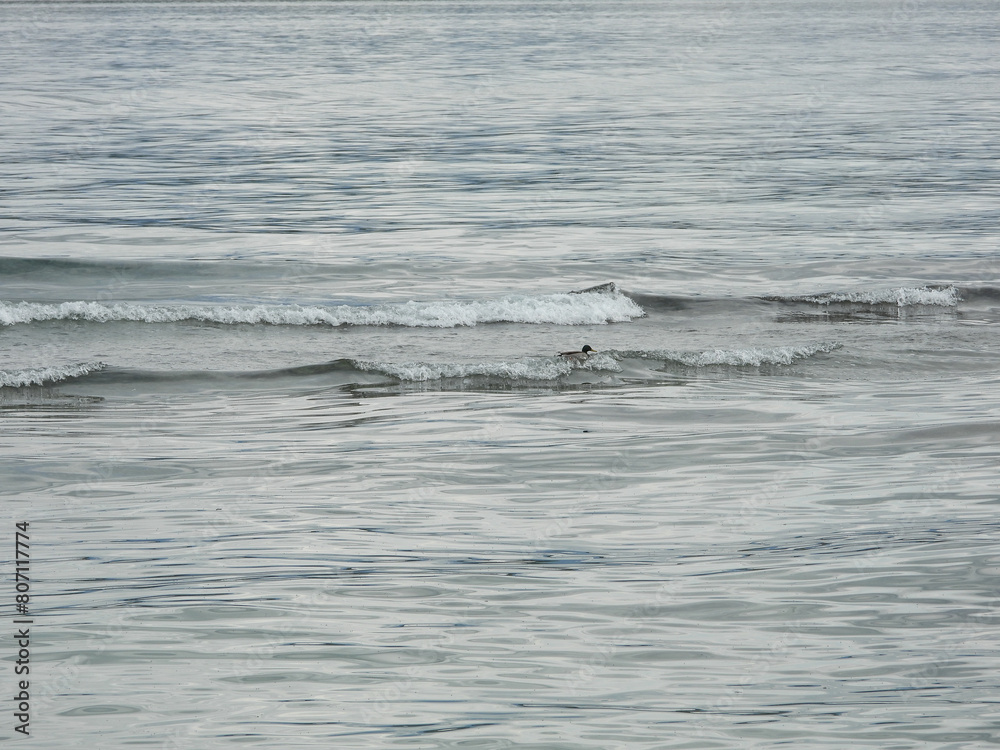 canard sur les vagues du lac Léman canard sur les vagues du lac Léman