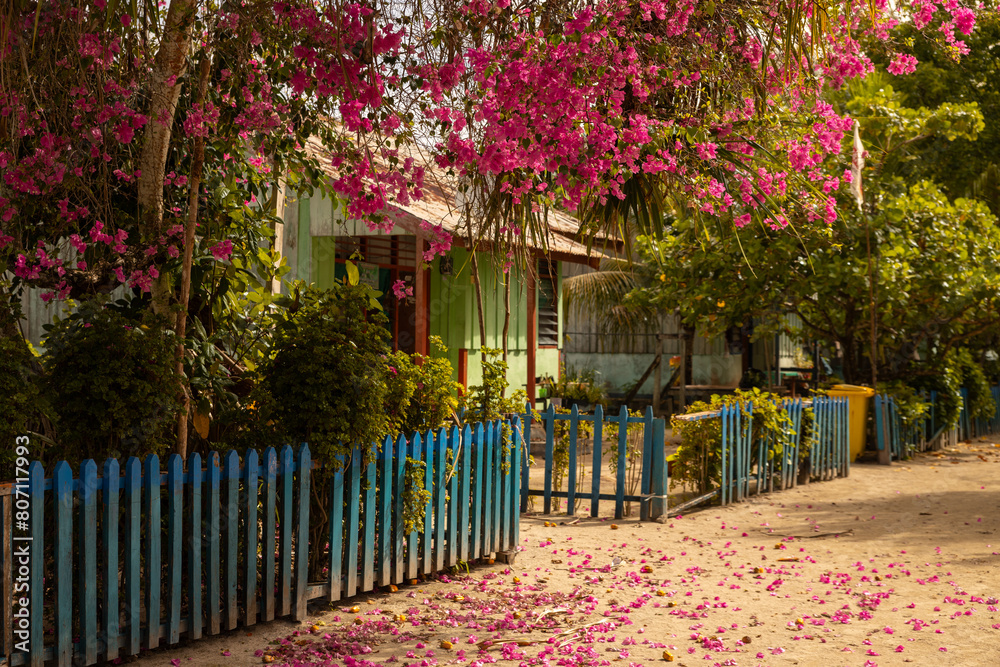 Street on Papuan island of Kri with blooming bougainvillea, Papua, Indonesia Street on Papuan island of Kri with blooming bougainvillea, Papua, Indonesia