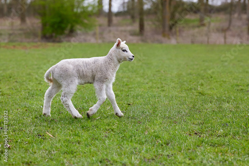 Young white lamb running on meadow