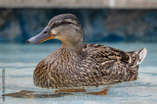 Mallard Duck