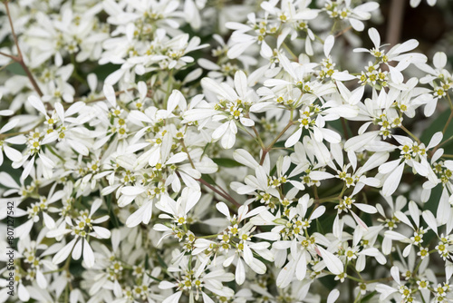 Beautiful snow flake (euphorbia leucocephala) flowers.