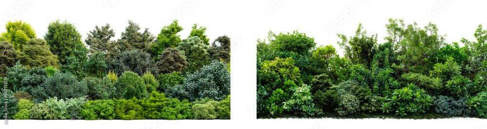 Realistic photo of hedge garden isolated isolated on transparent or white background Realistic photo of hedge garden isolated isolated on transparent or white background