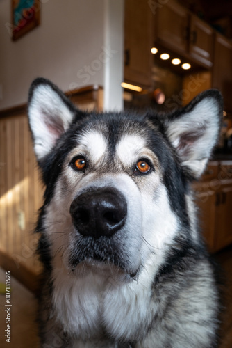 Portrait of Alaskan Malamute dog at home